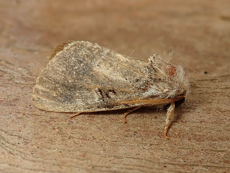 Colocasia coryli - Noctuidae